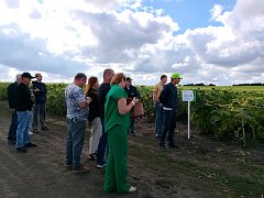 День поля в Воскресенском районе: с « NEWSEED» можно добиться  высоких  урожаев